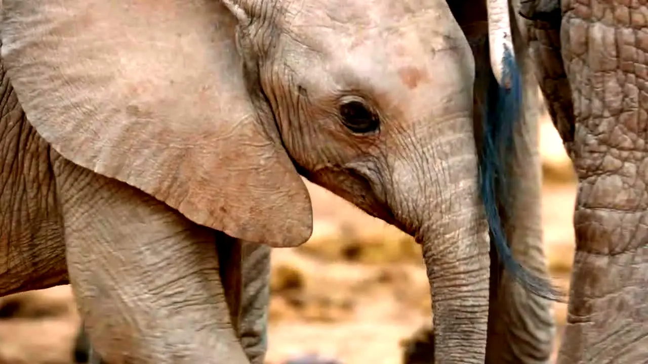 BBC Earth ao vivo