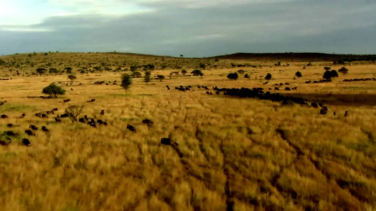 NatureVision live