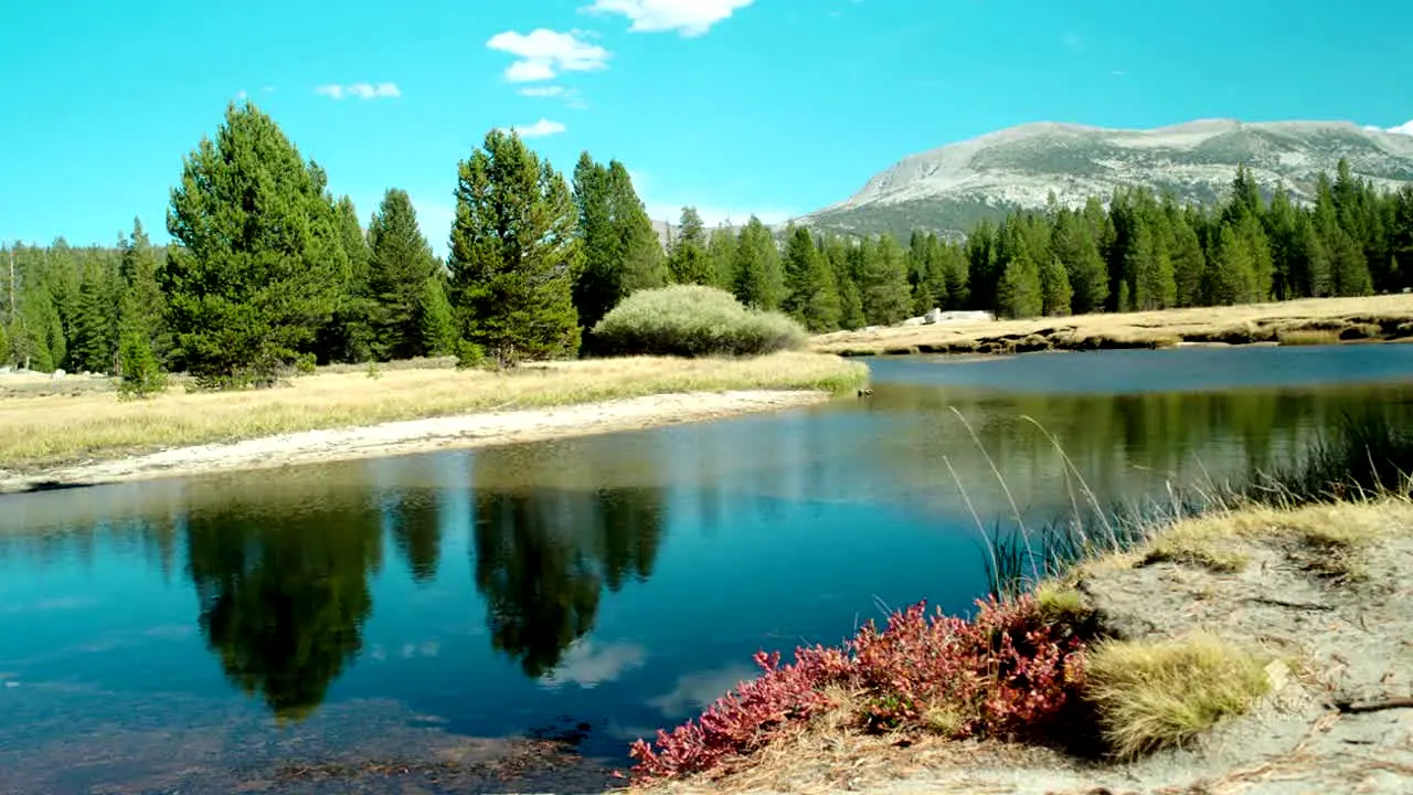 NatureVision live