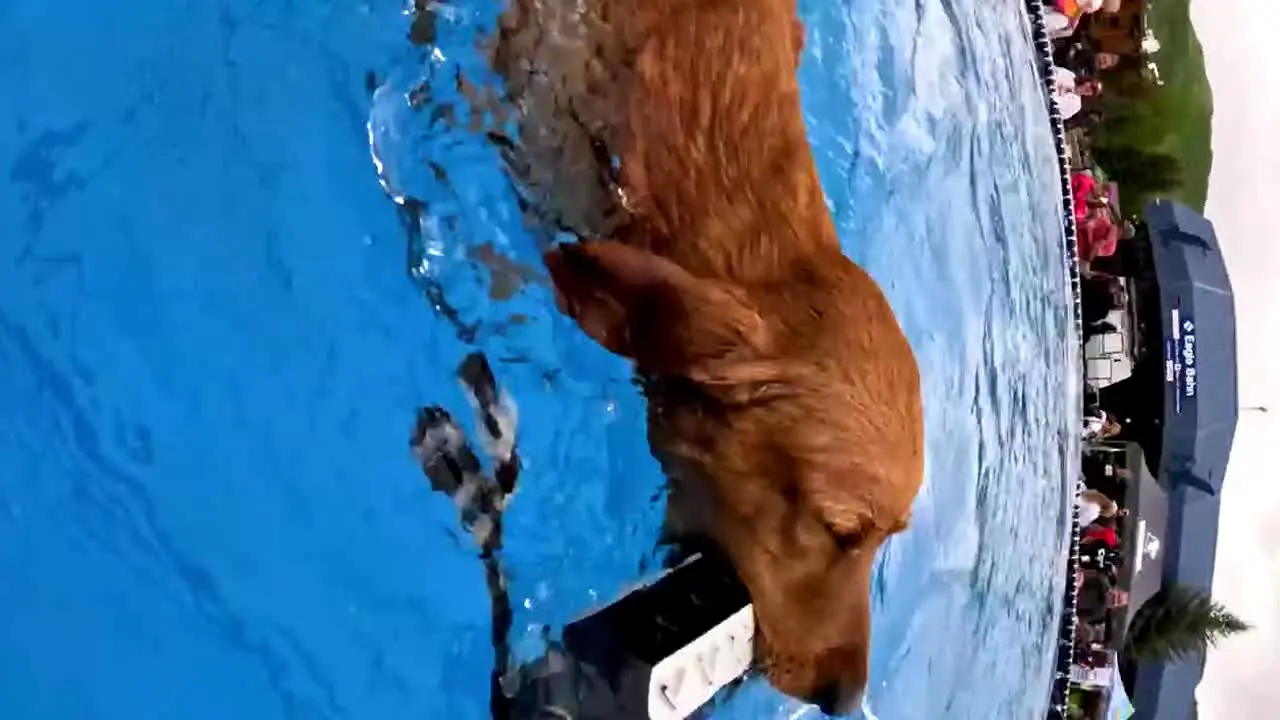 GoProTV live