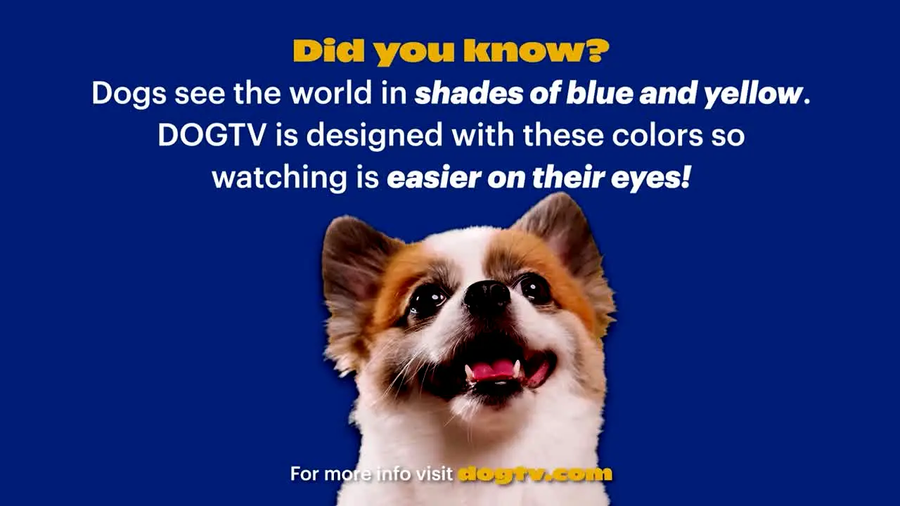 Unleashed by DOGTV live