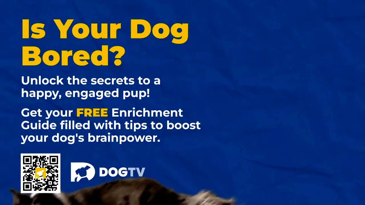 Unleashed by DOGTV live