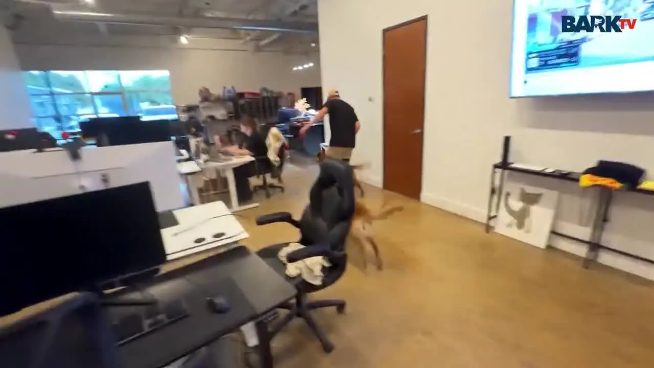 Bark TV live