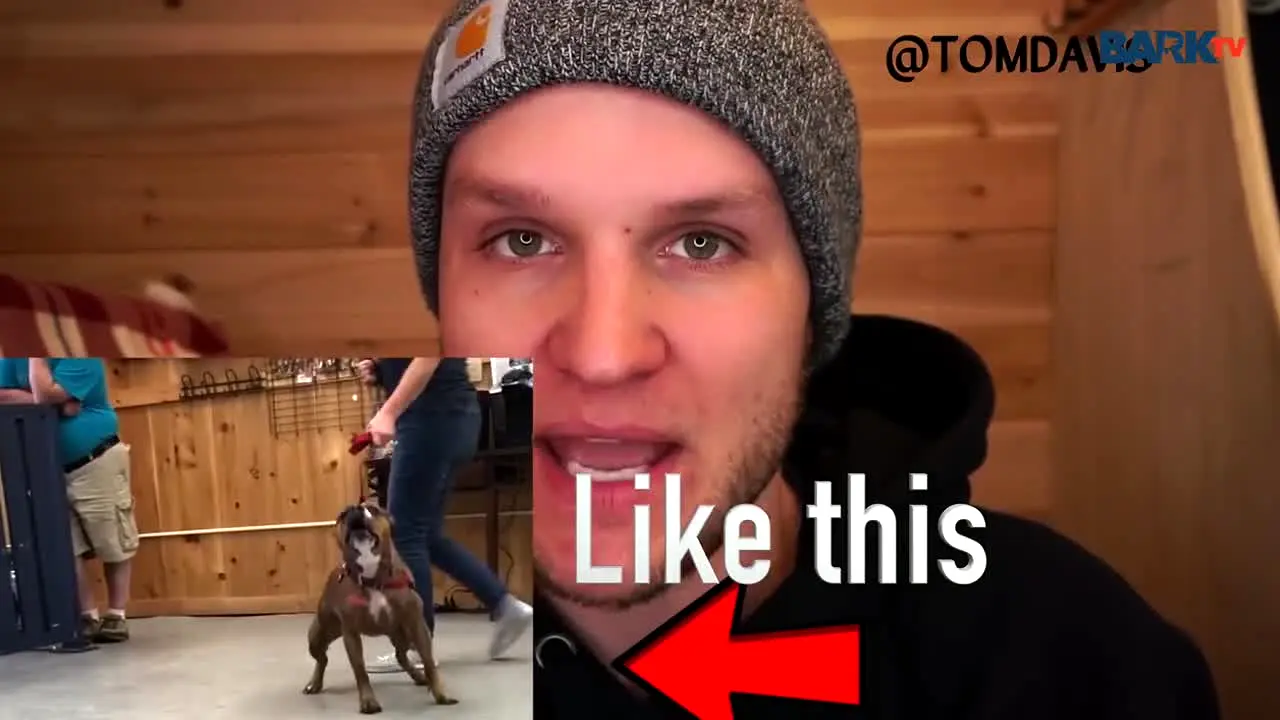 Bark TV live