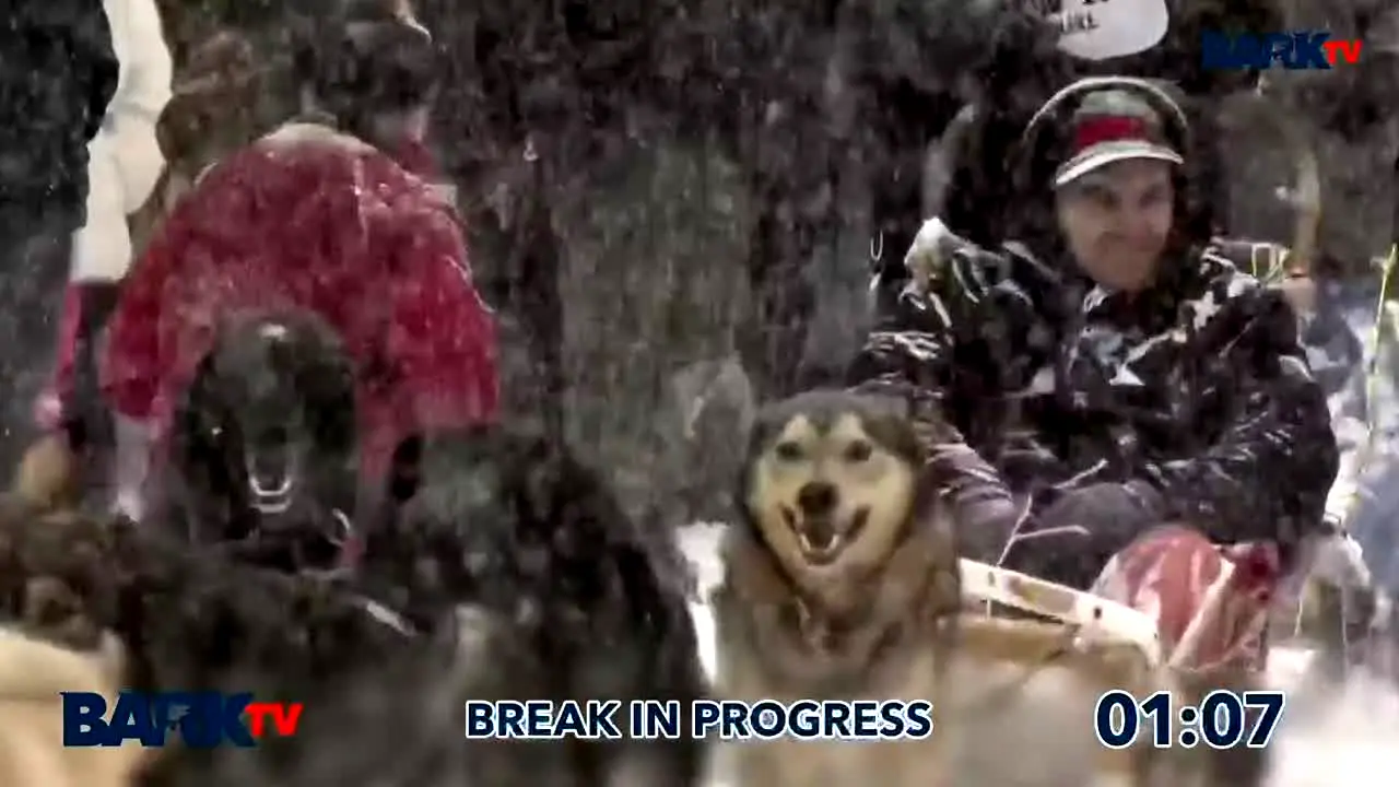 Bark TV live