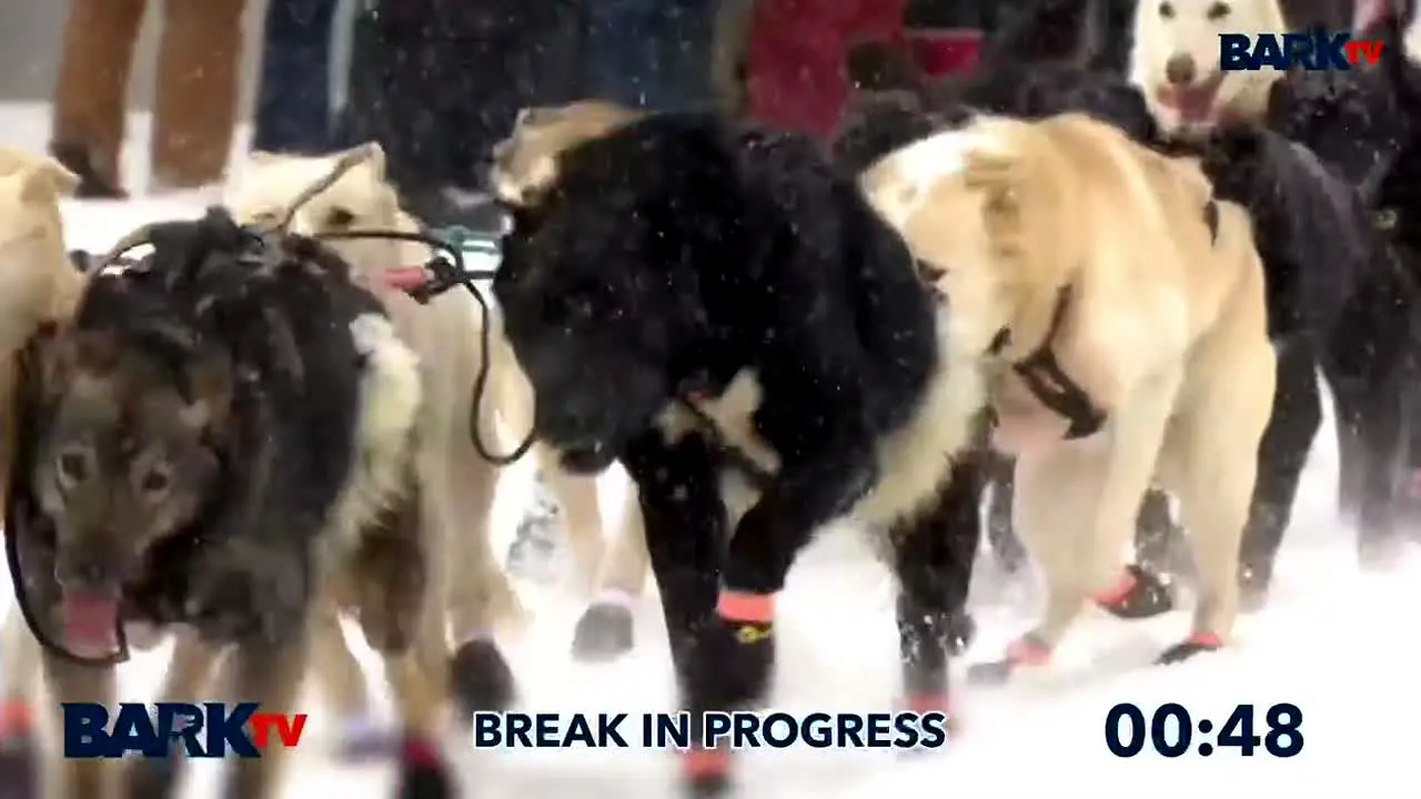 Bark TV live