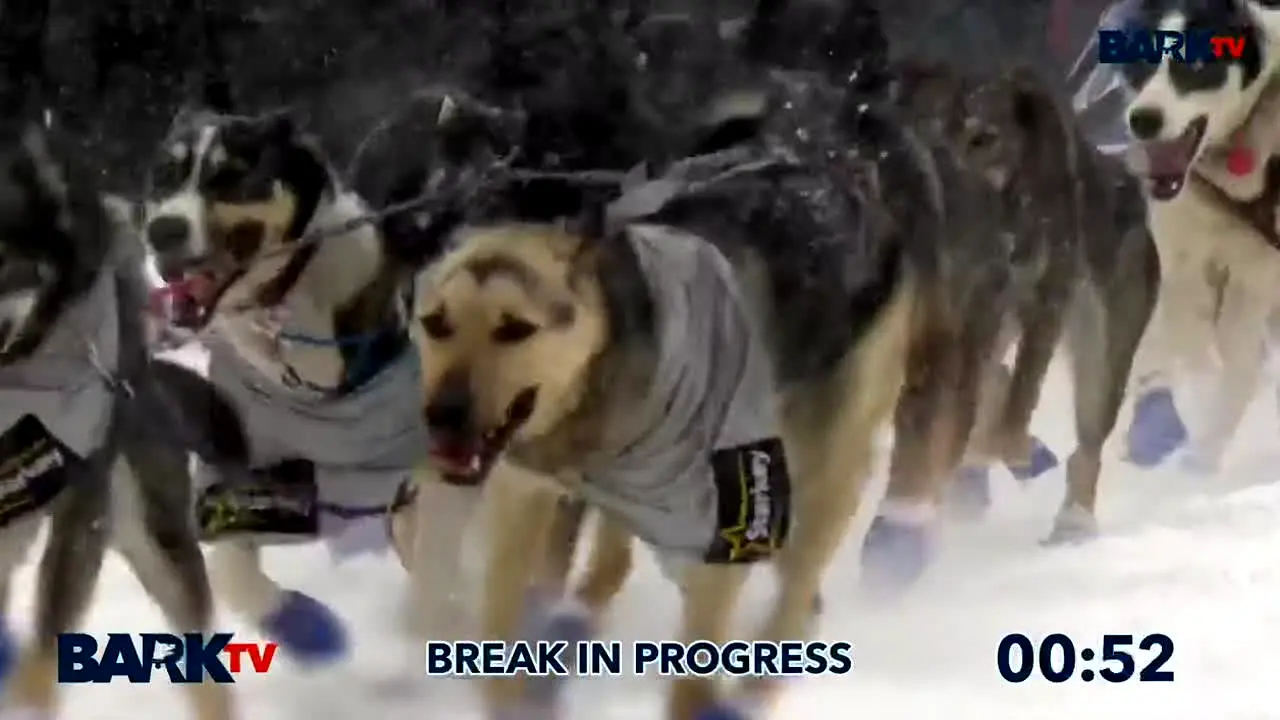 Bark TV live