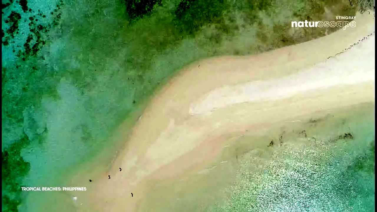 Stingray Naturescape live