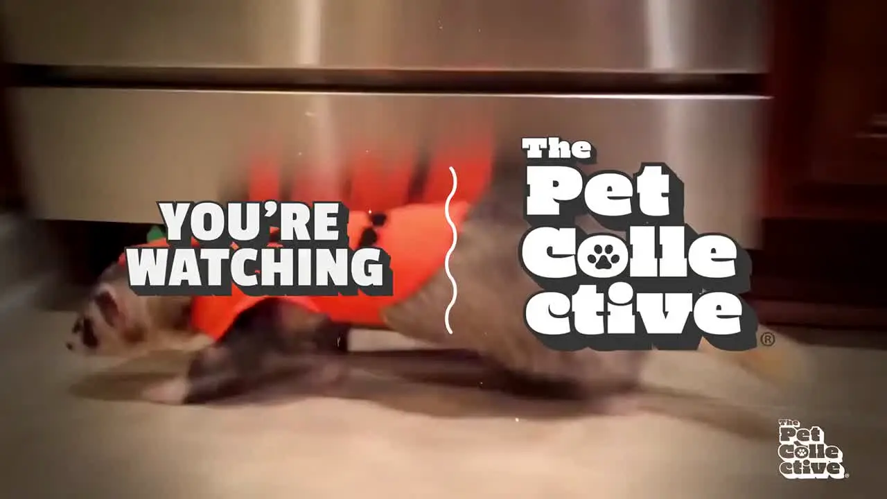 Pet Collective + live
