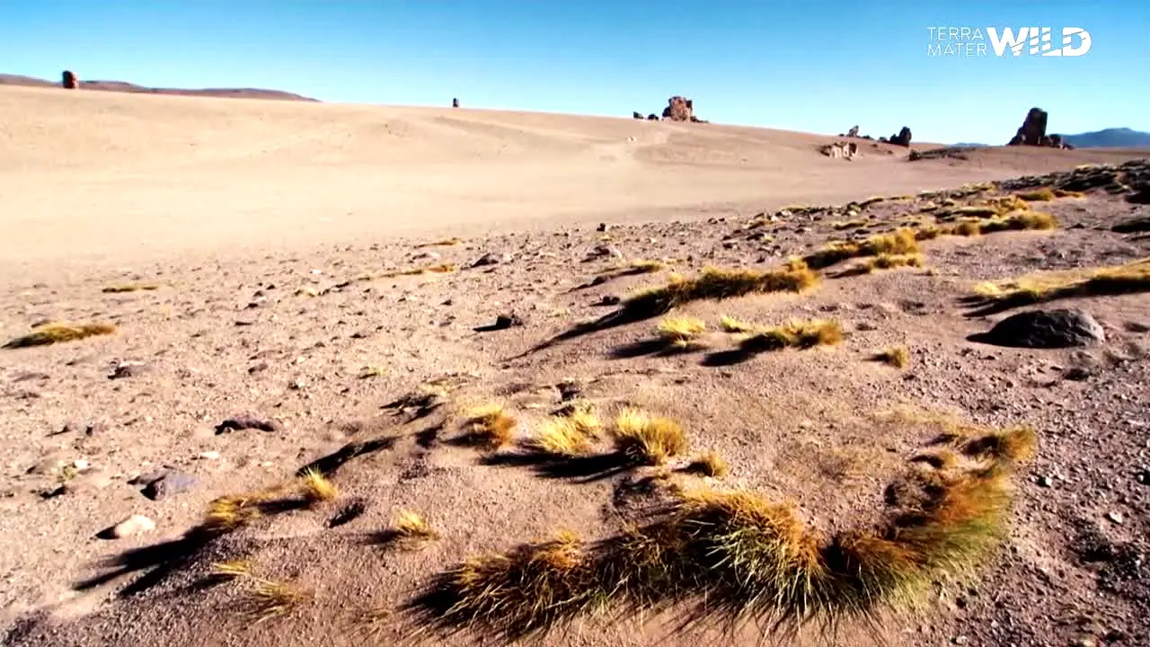 Terra Mater Wild live