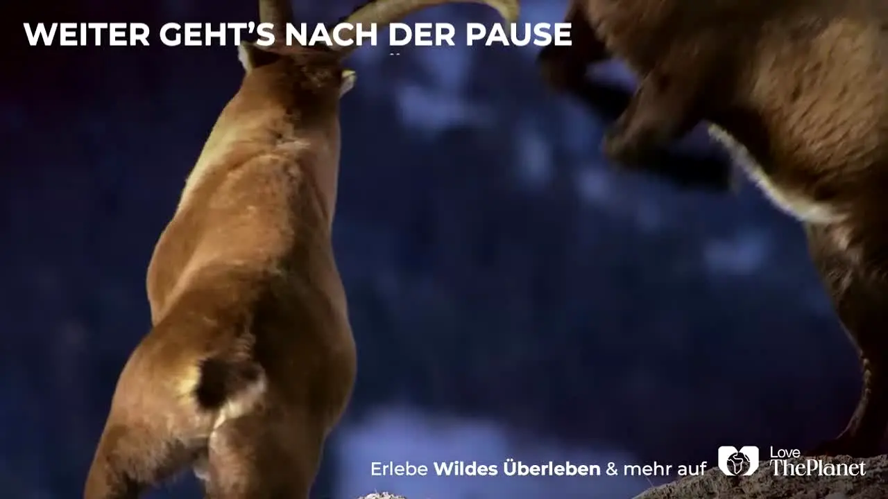Love The Planet na żywo