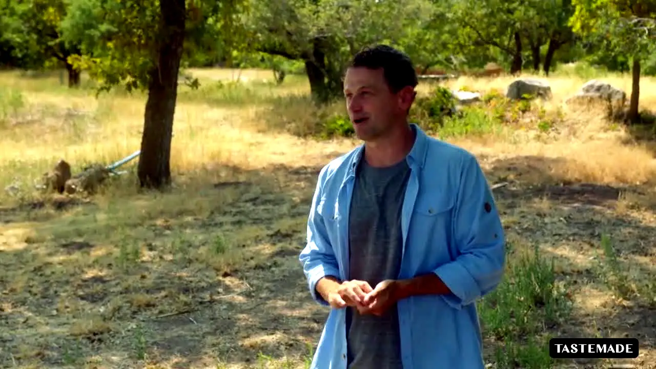 Tastemade Brasil en direct
