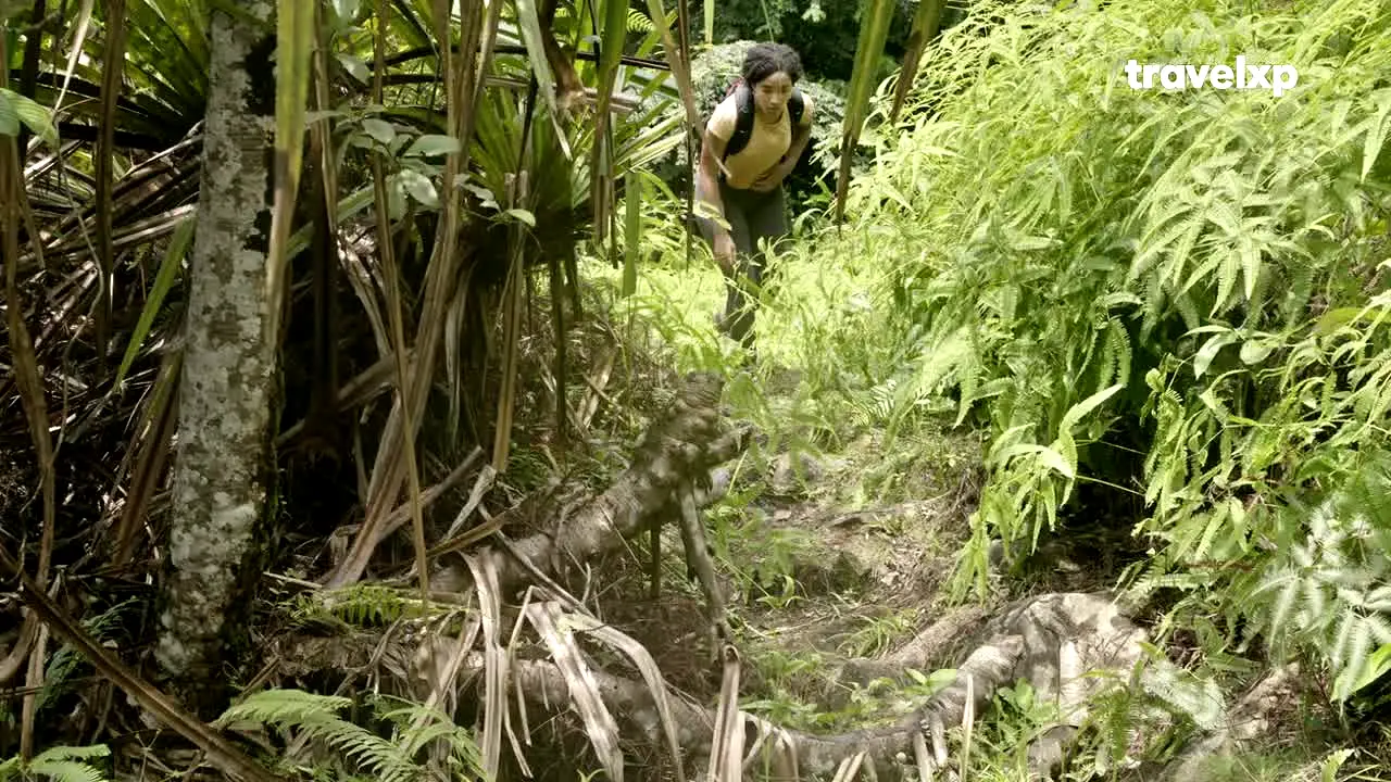 Travelxp live