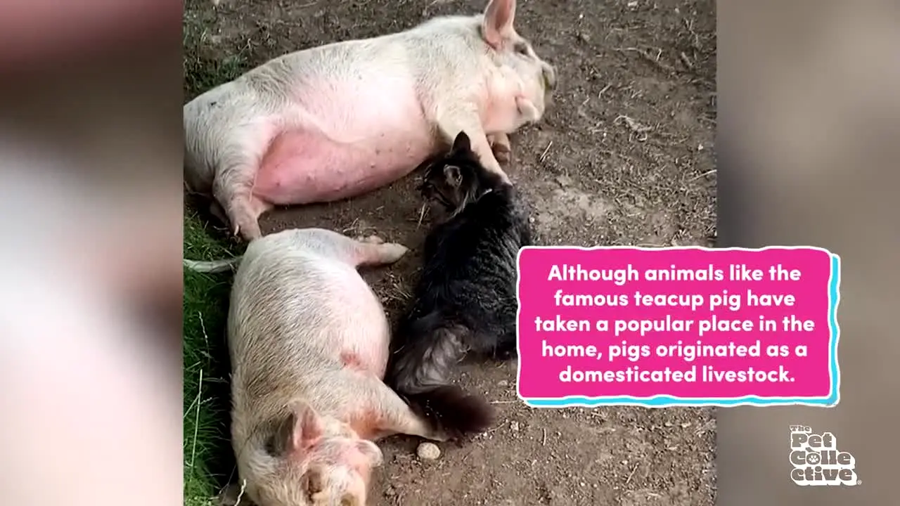 The Pet Collective live