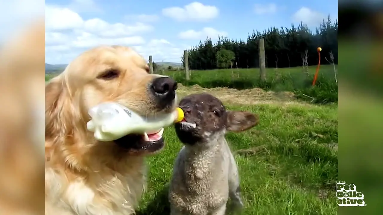 The Pet Collective in diretta