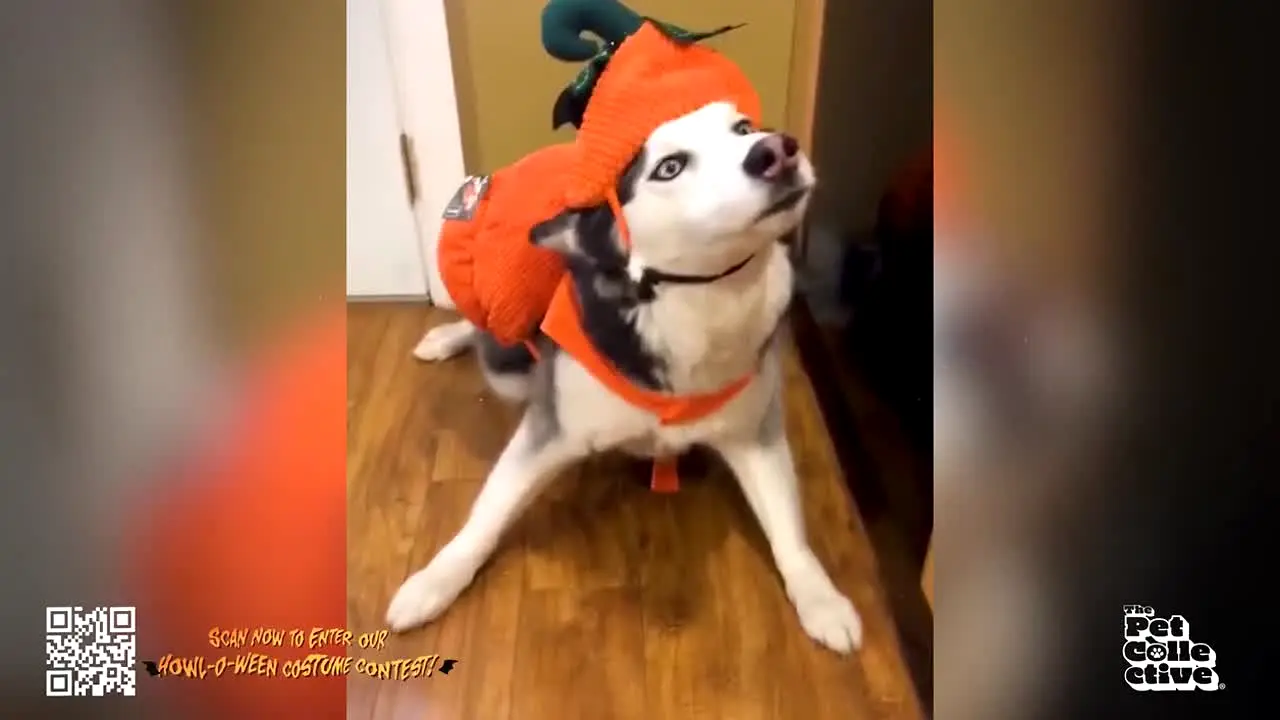 The Pet Collective — прямой эфир