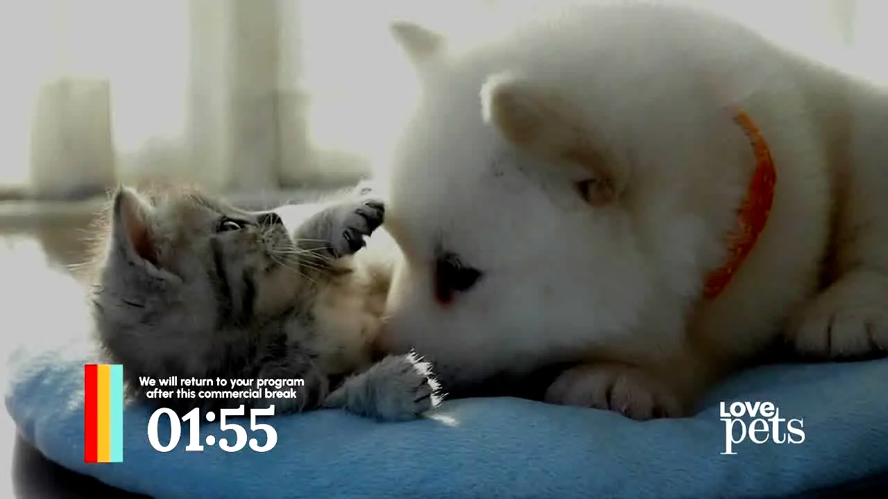 Love Pets live