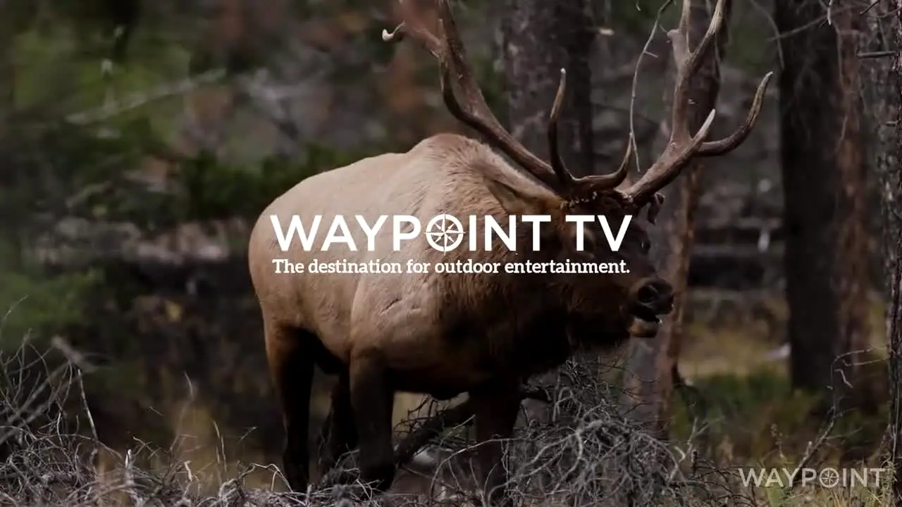 Waypoint TV en vivo