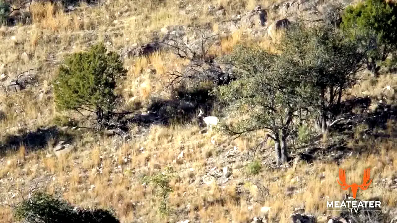 MeatEater live