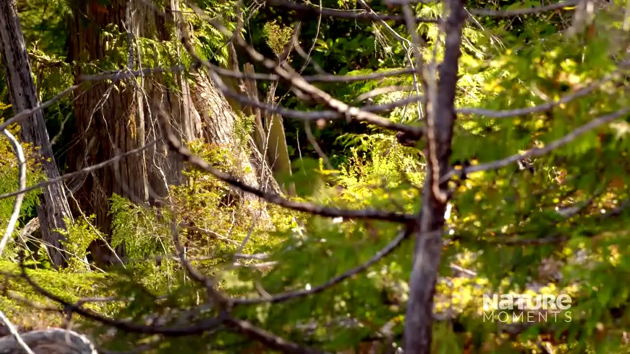 Nature Moments live