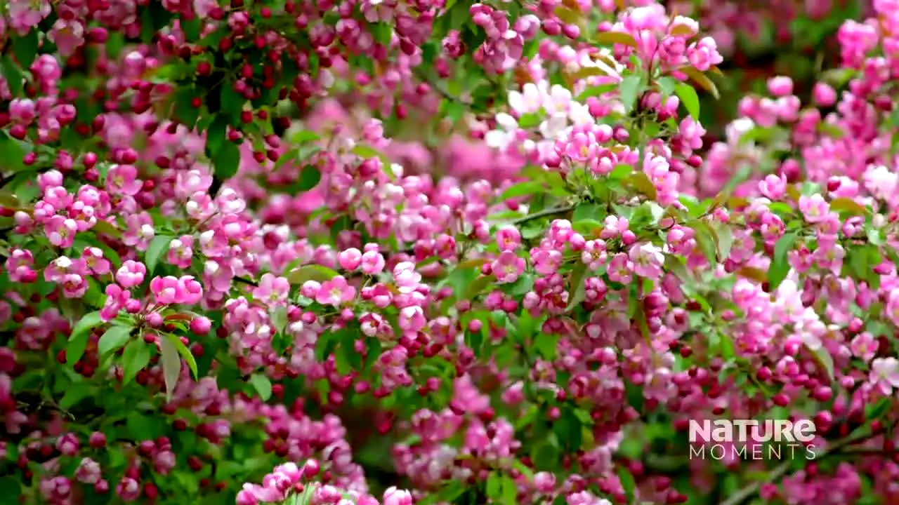 Nature Moments live