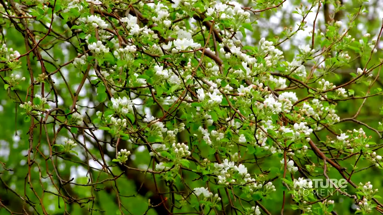 Nature Moments in diretta
