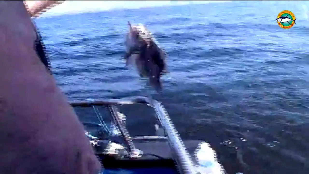 Sports Fishing live