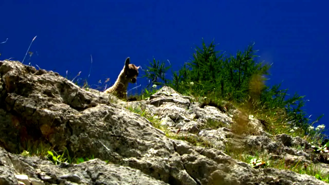 Adventure Earth in diretta