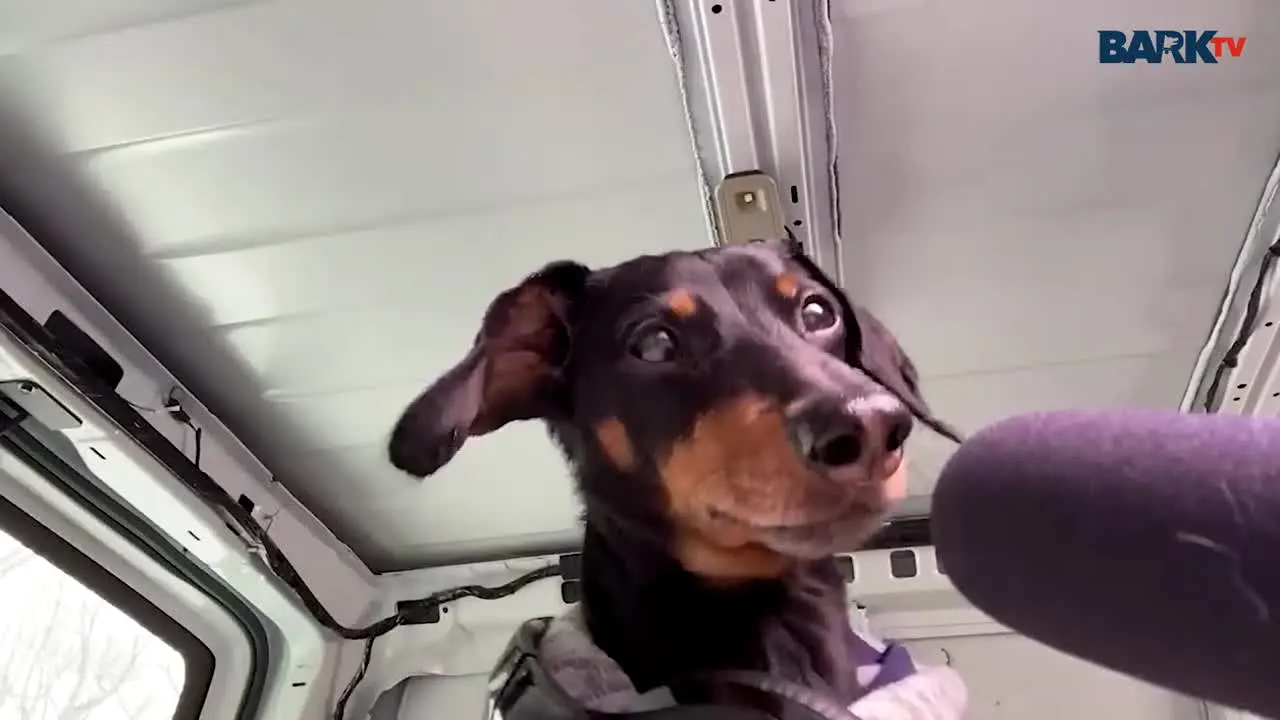 Bark TV in diretta
