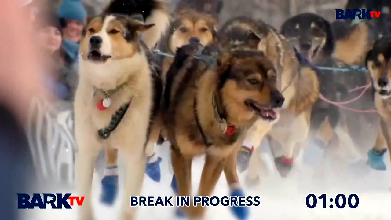 Bark TV en direct