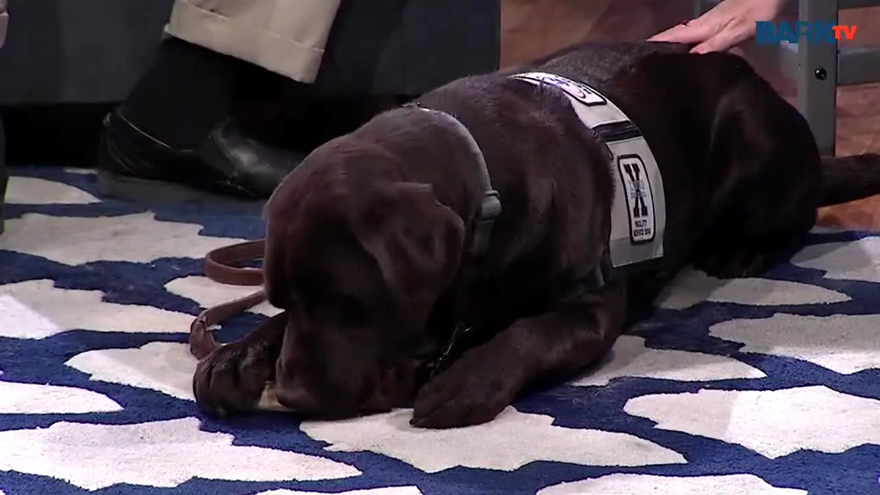 Bark TV live