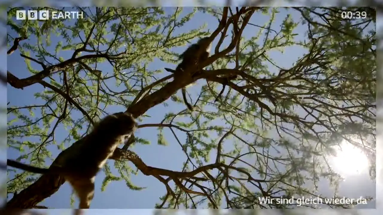 BBC Earth live