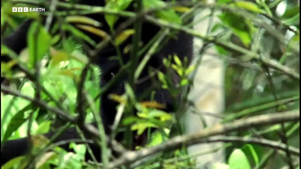 BBC Earth live