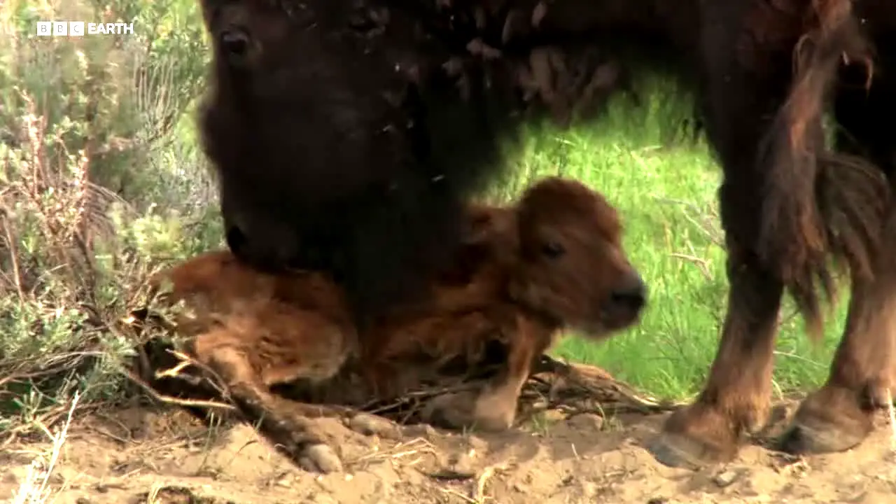 BBC Earth live