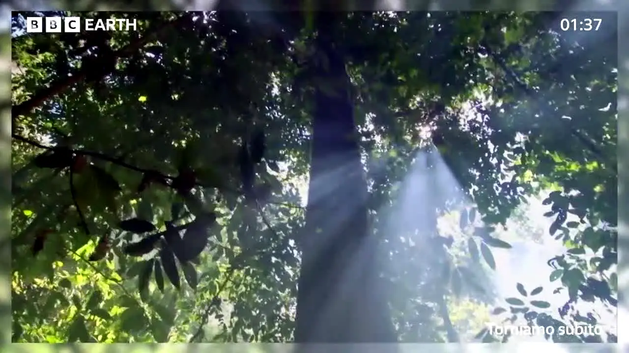 BBC Earth live