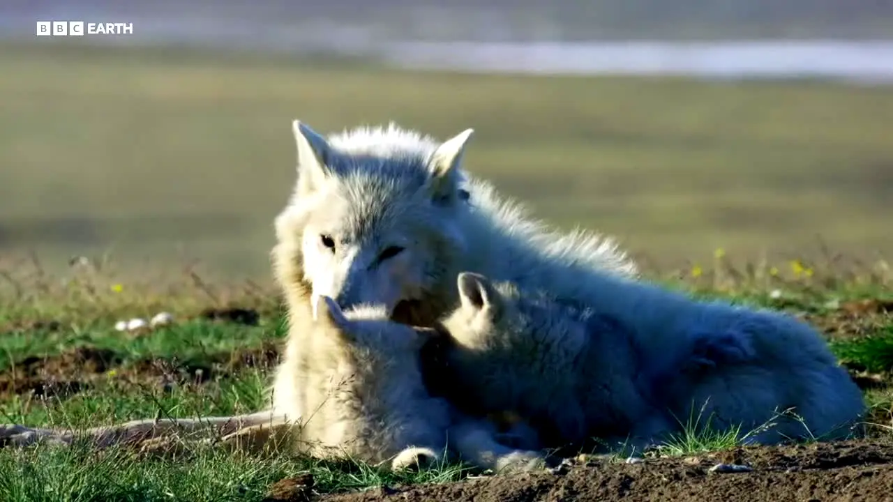 BBC Earth live
