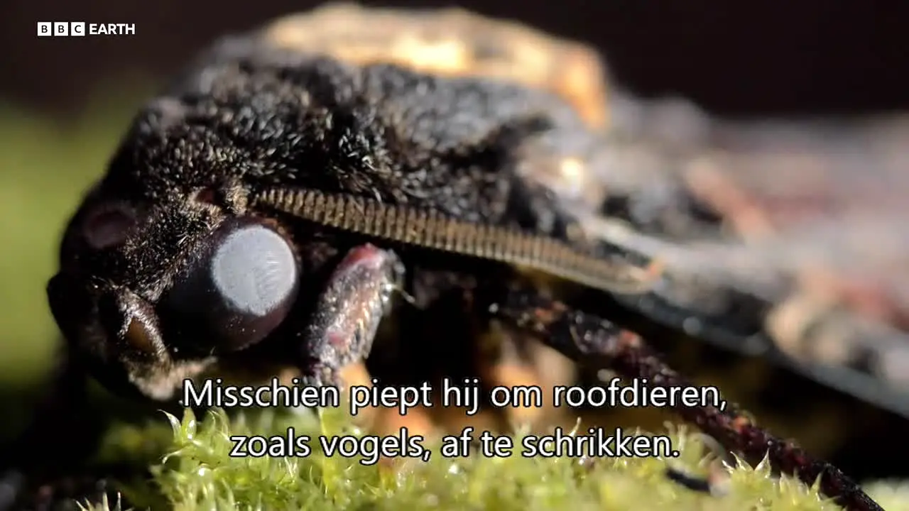 BBC Earth en direct