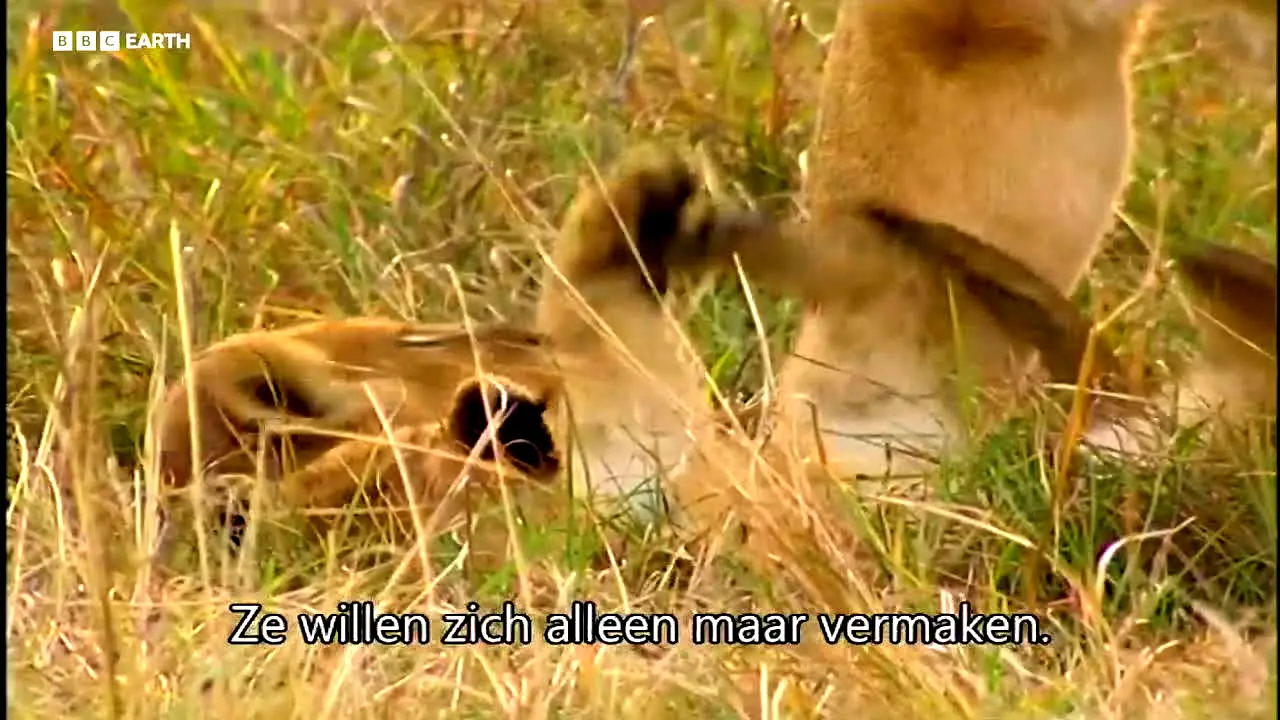 BBC Earth live