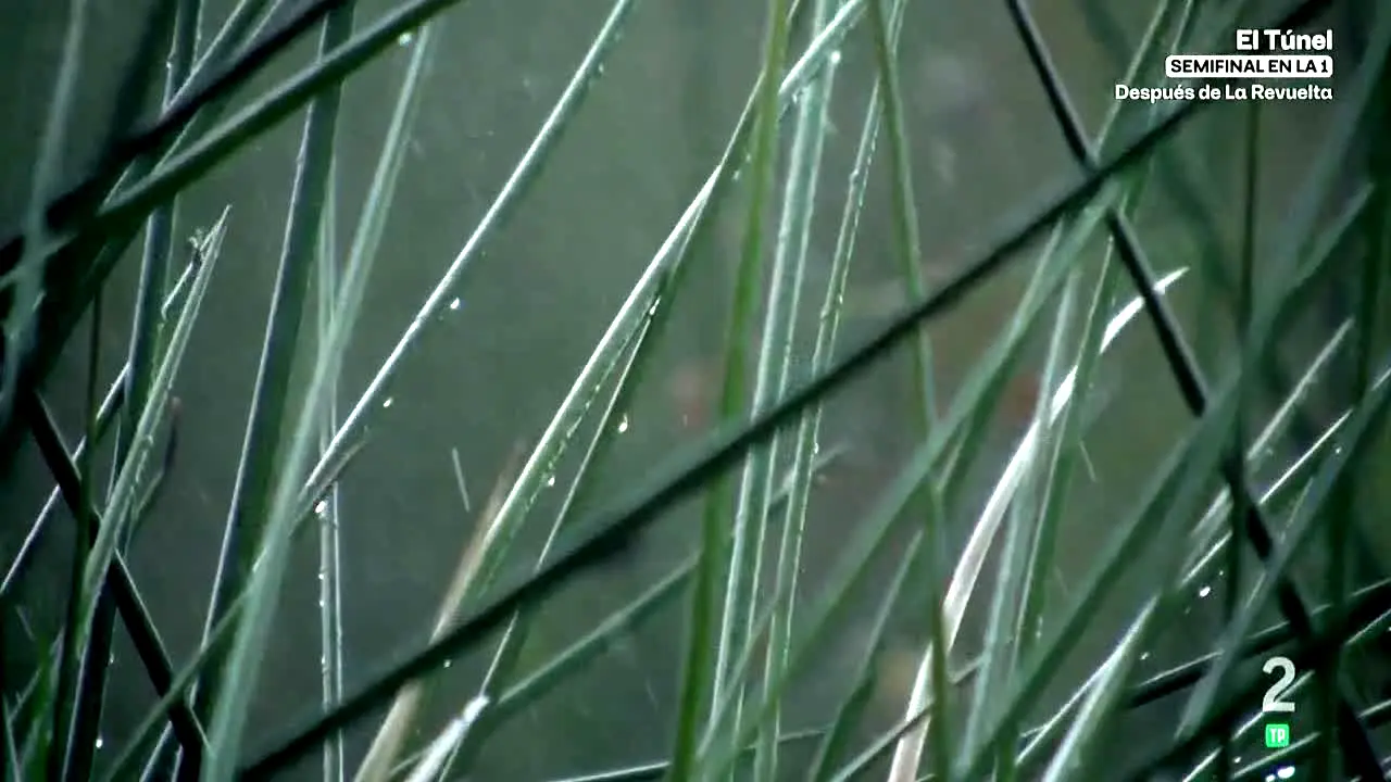 La 2 live