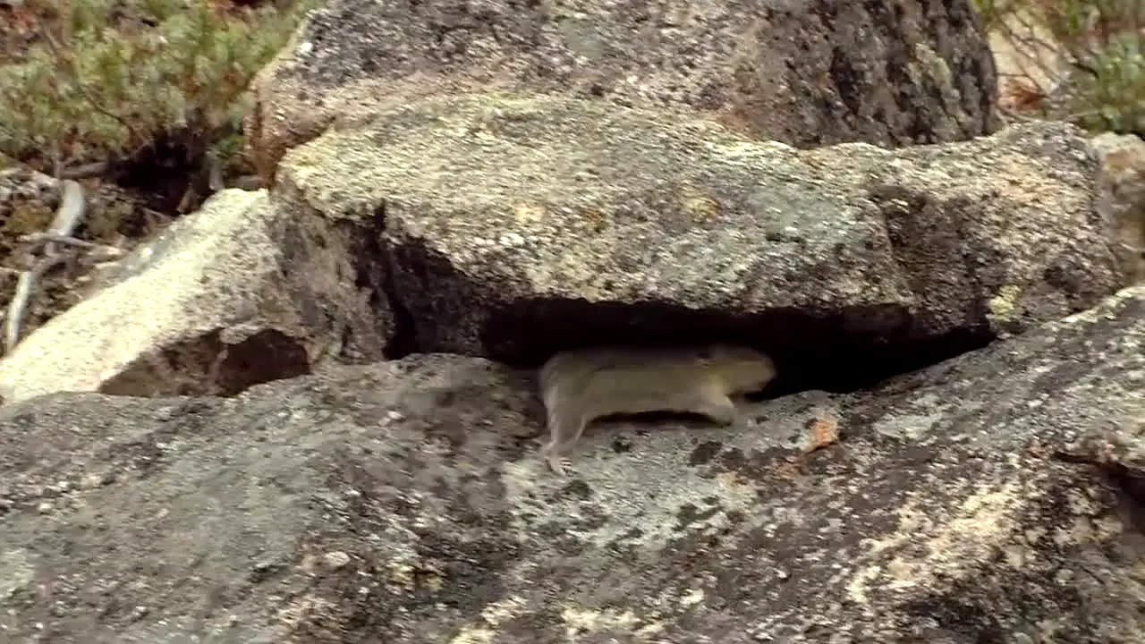 Natur in diretta