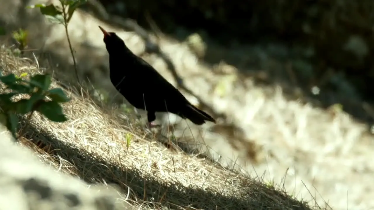 Naturaleza en vivo