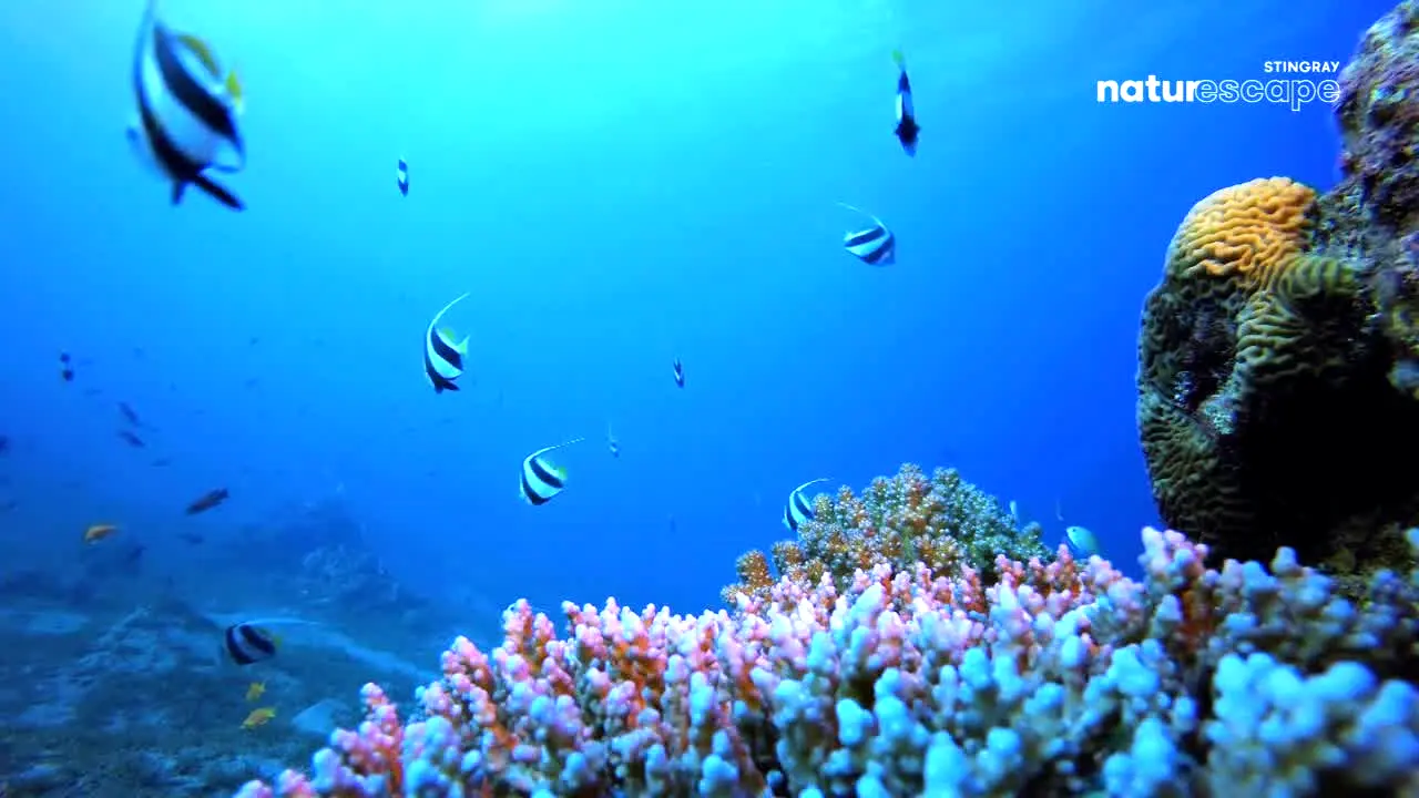 Stingray Naturescape in diretta