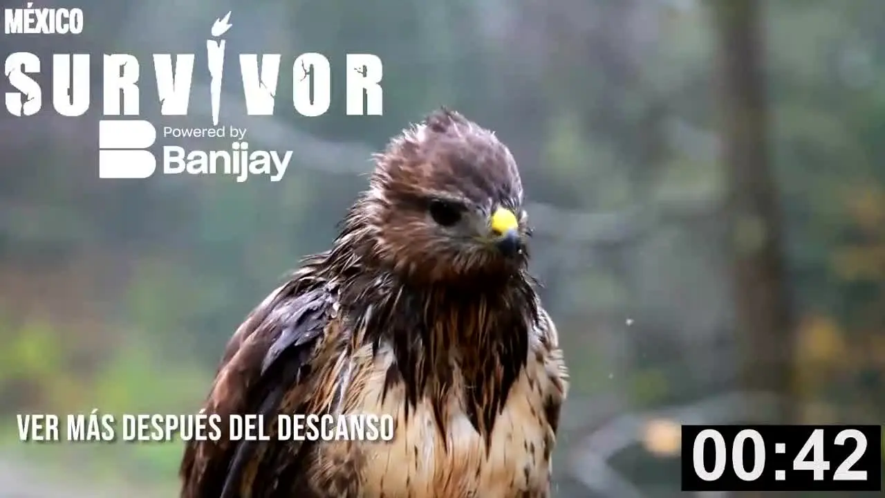 Survivor Mexico — прямой эфир