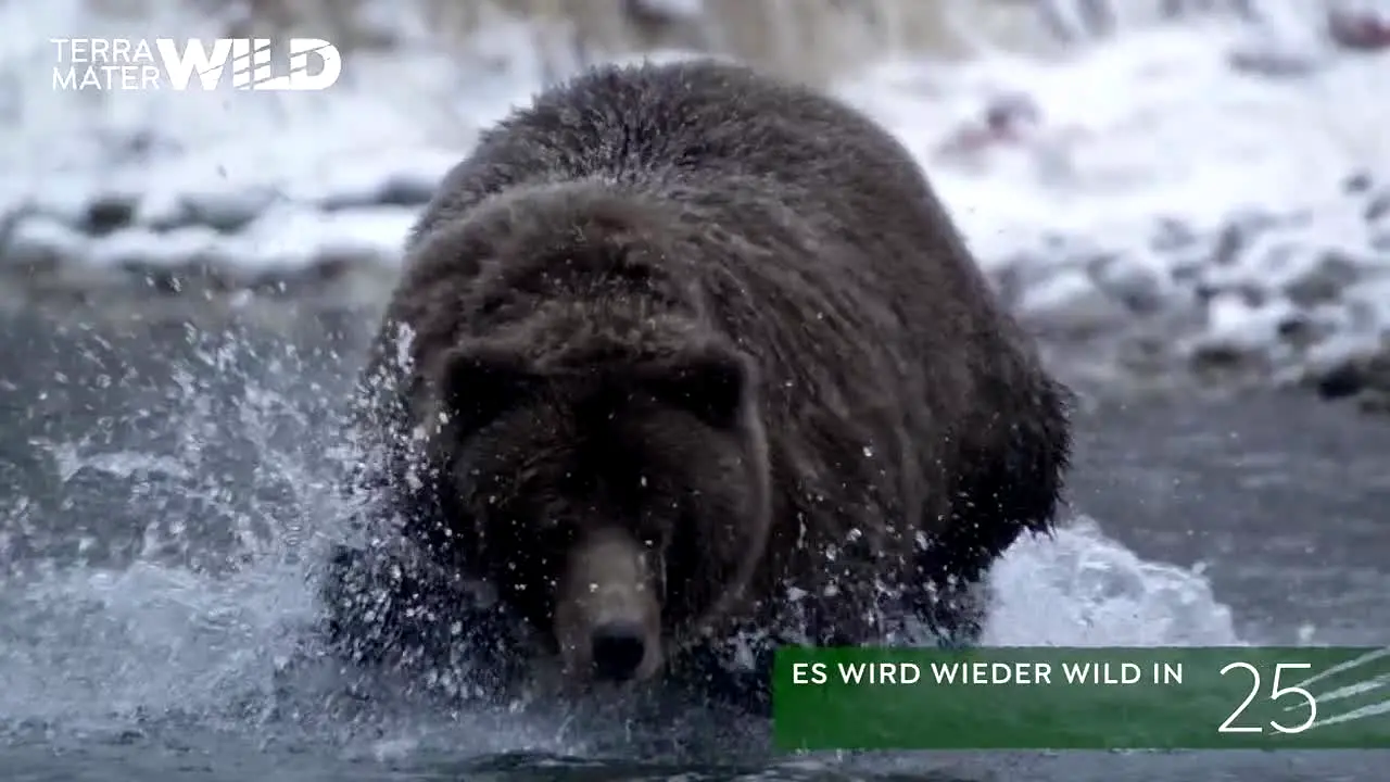 Terra Mater WILD live