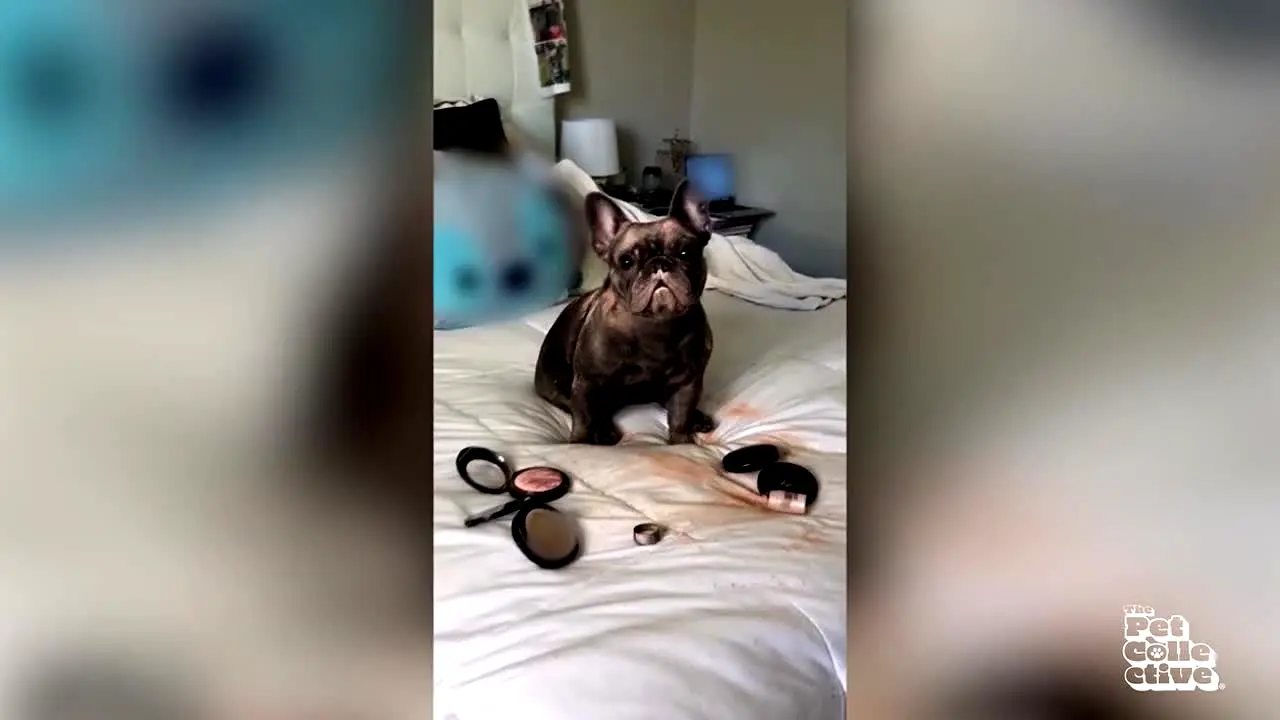 The Pet Collective live