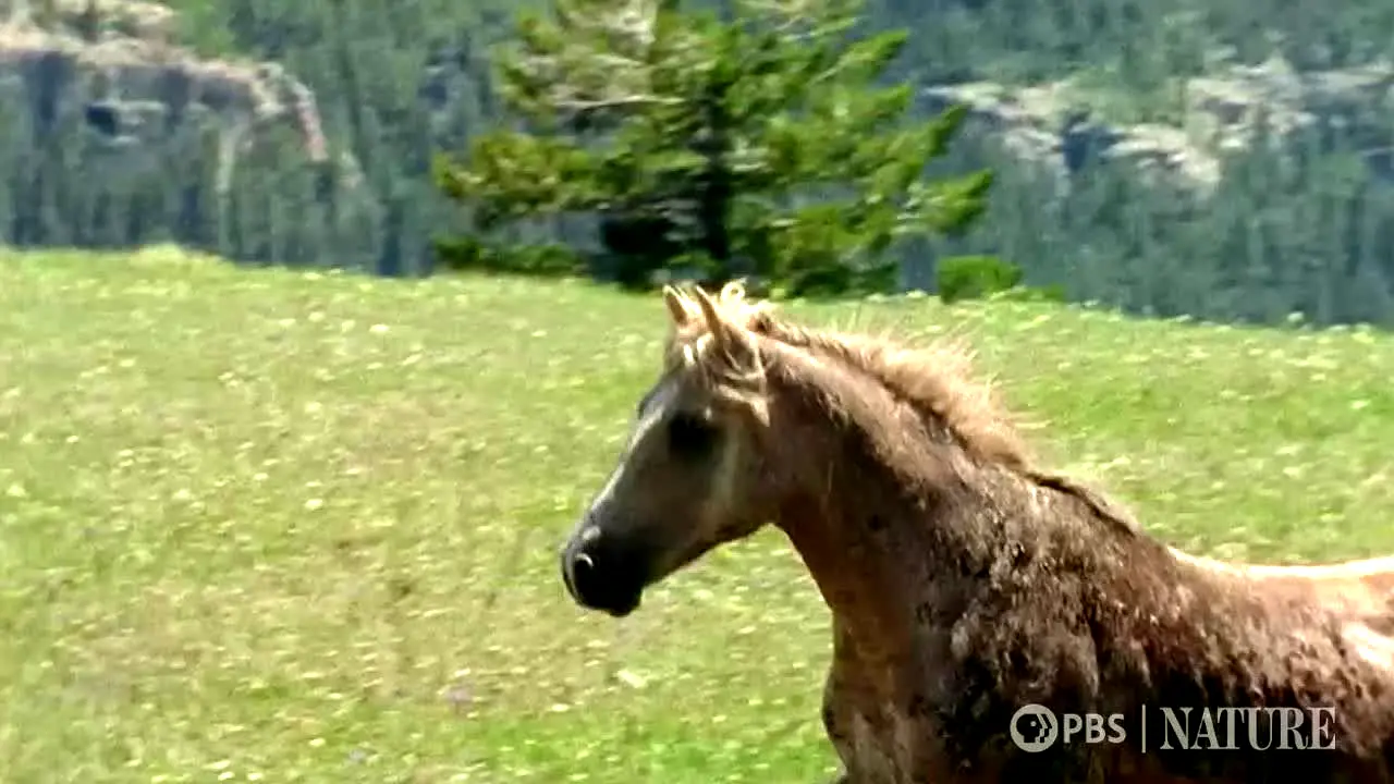 PBS Nature in diretta