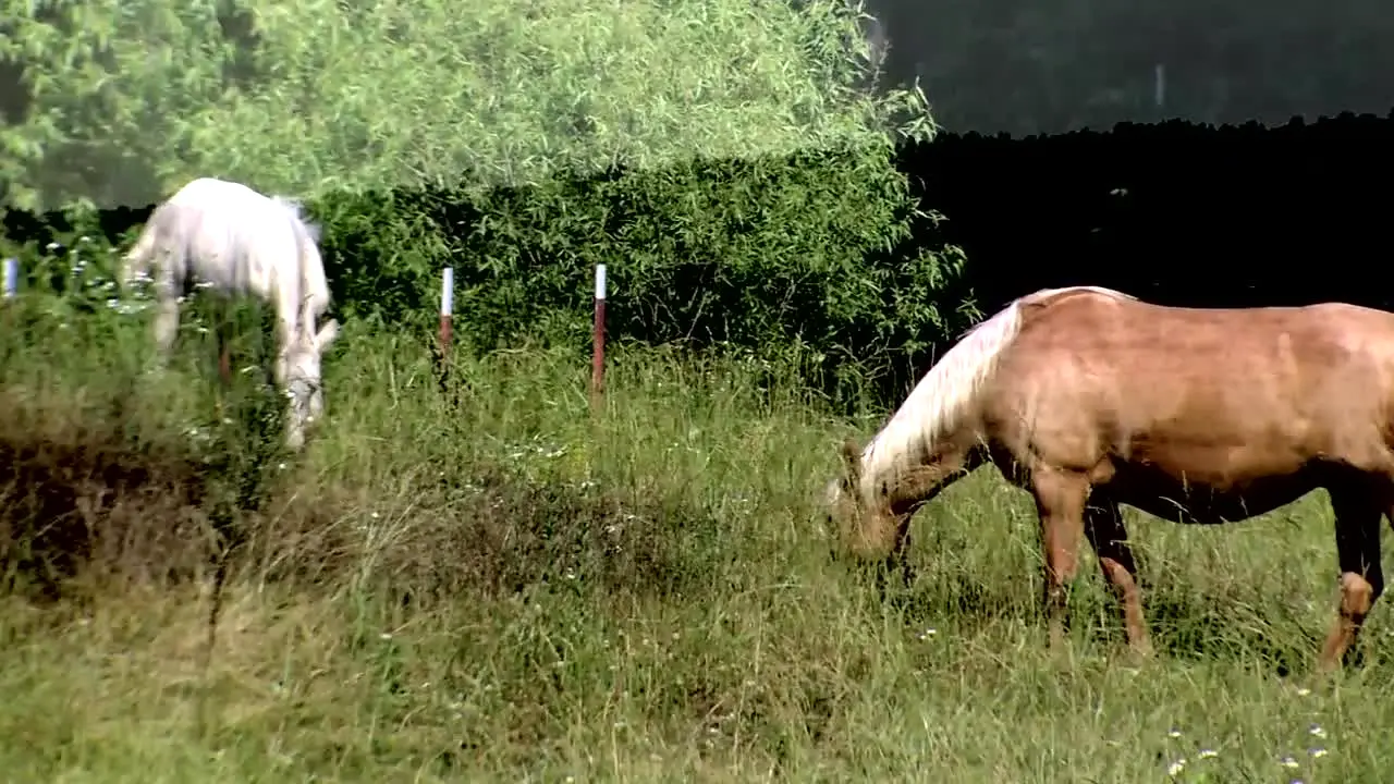 Real Crime Uncovered by VideoElephant live