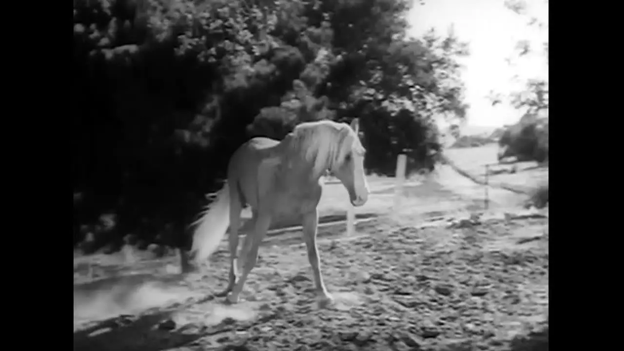 Lone Star en direct