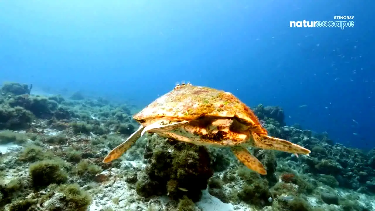Stingray Naturescape live