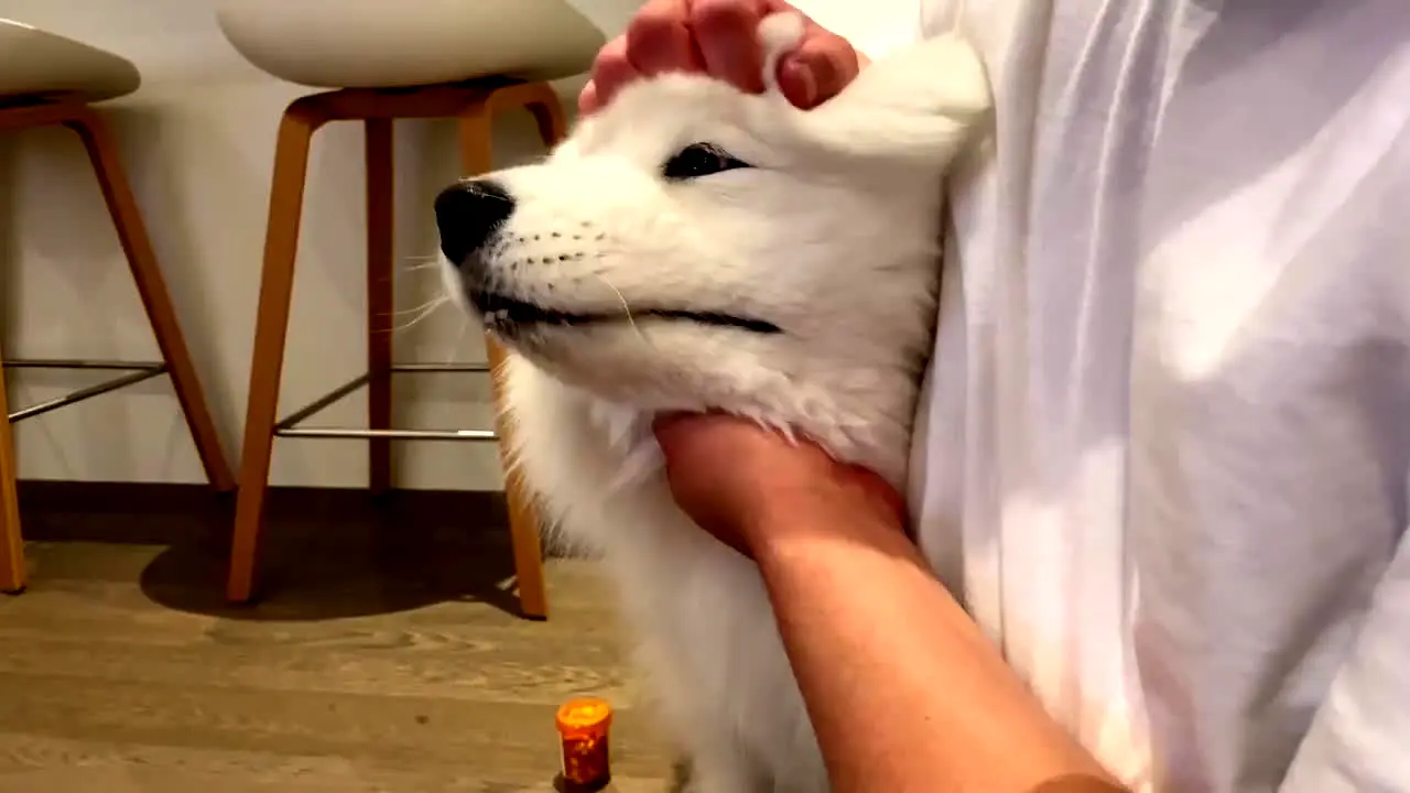 My Little Pet live